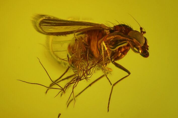 Detailed Fossil Fly (Diptera) In Baltic Amber #170073